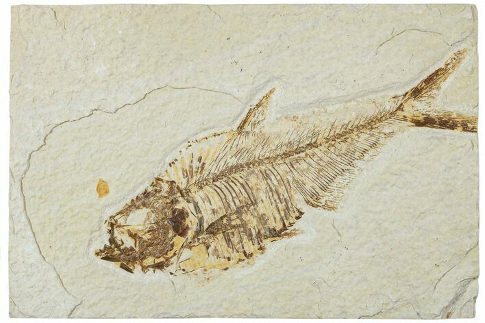 Fossil Fish (Diplomystus) - Green River Formation #224584